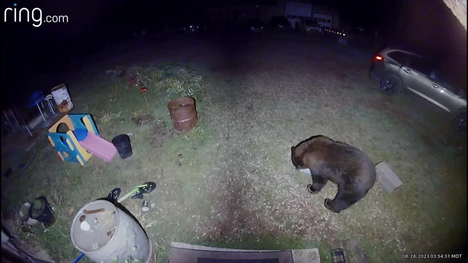Video - Clip: Chú chó dũng cảm xua đuổi con gấu lớn hơn mình