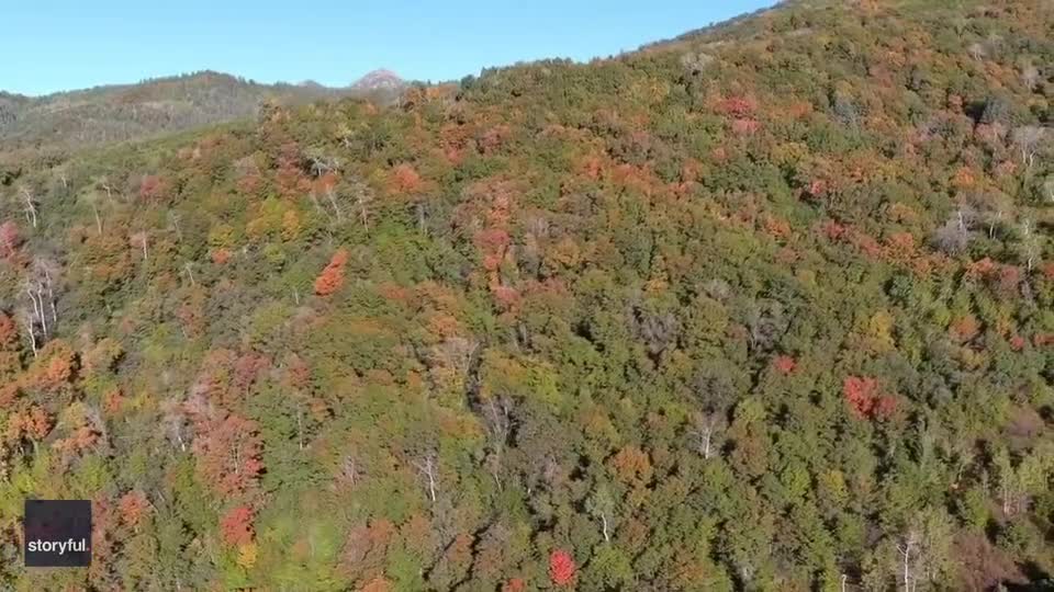 Video - Clip: Cảnh đẹp tán rừng chuyển sang màu sắc mùa thu ở Utah