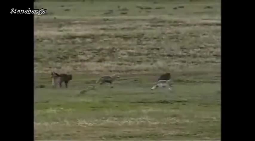 Video - Clip: Gấu xám một mình tử chiến với bầy sói dữ và cái kết khó tin
