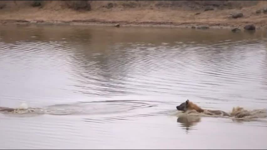 Video - Clip: Kinh ngạc khả năng săn mồi dưới nước của linh cẩu