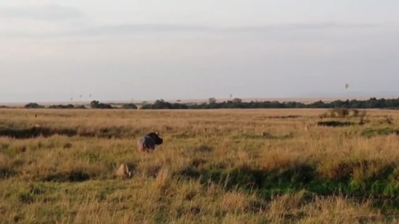 Video - Clip: Hà mã đối đầu với hàng chục con sư tử và cái kết bất ngờ