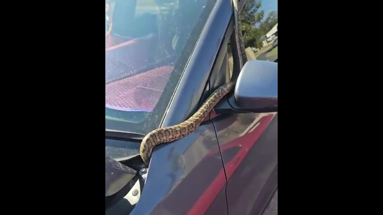 Video - Clip: Khoảnh khắc kinh hoàng con trăn khổng lồ trườn ra khỏi xe