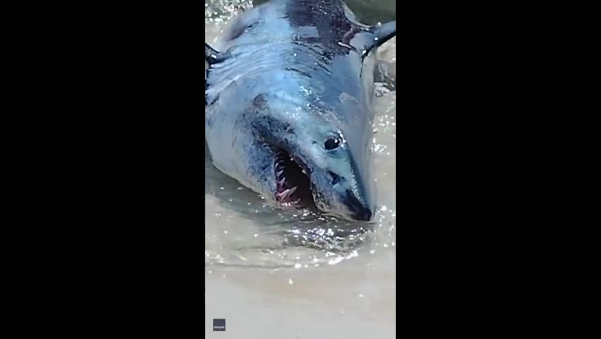 Video - Clip: Thót tim cảnh kéo cá mập khổng lồ trở lại biển