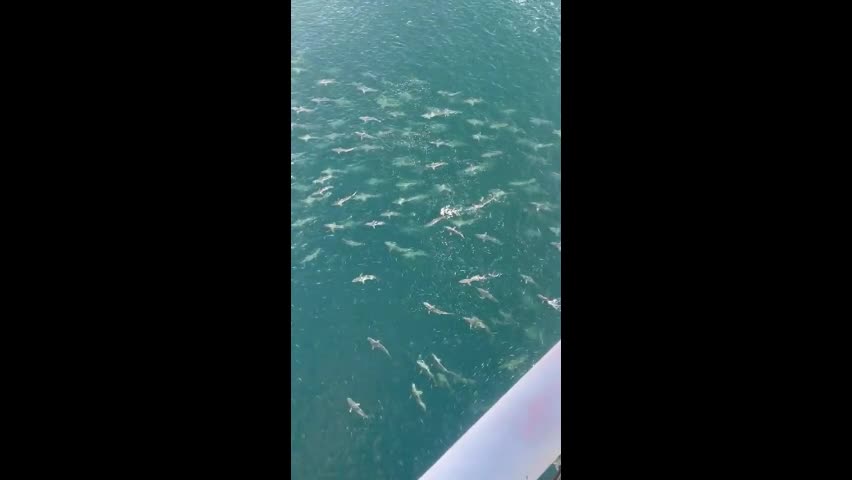 Video - Clip: Kinh hoàng đàn cá mập khổng lồ bao vây người công nhân ở giàn khoan 