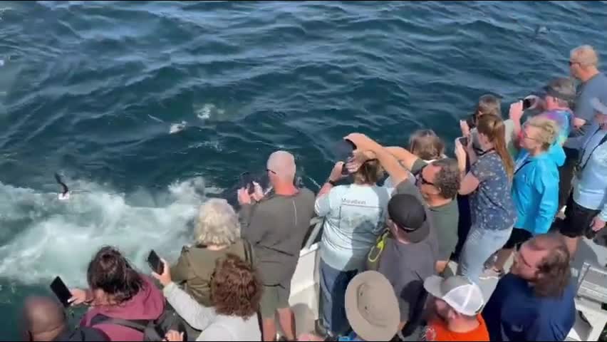 Video - Clip: Cận cảnh đàn cá voi lưng gù khổng lồ đang ăn ngoài khơi bờ biển