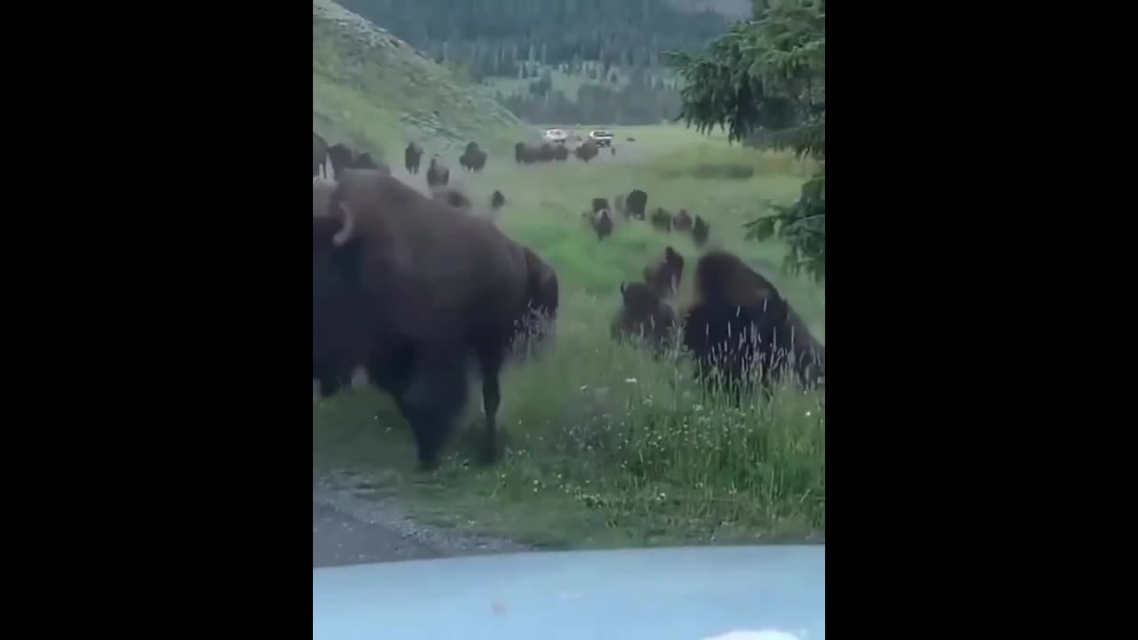 Video - Clip: Kinh hoàng bò rừng lao thẳng vào ô tô