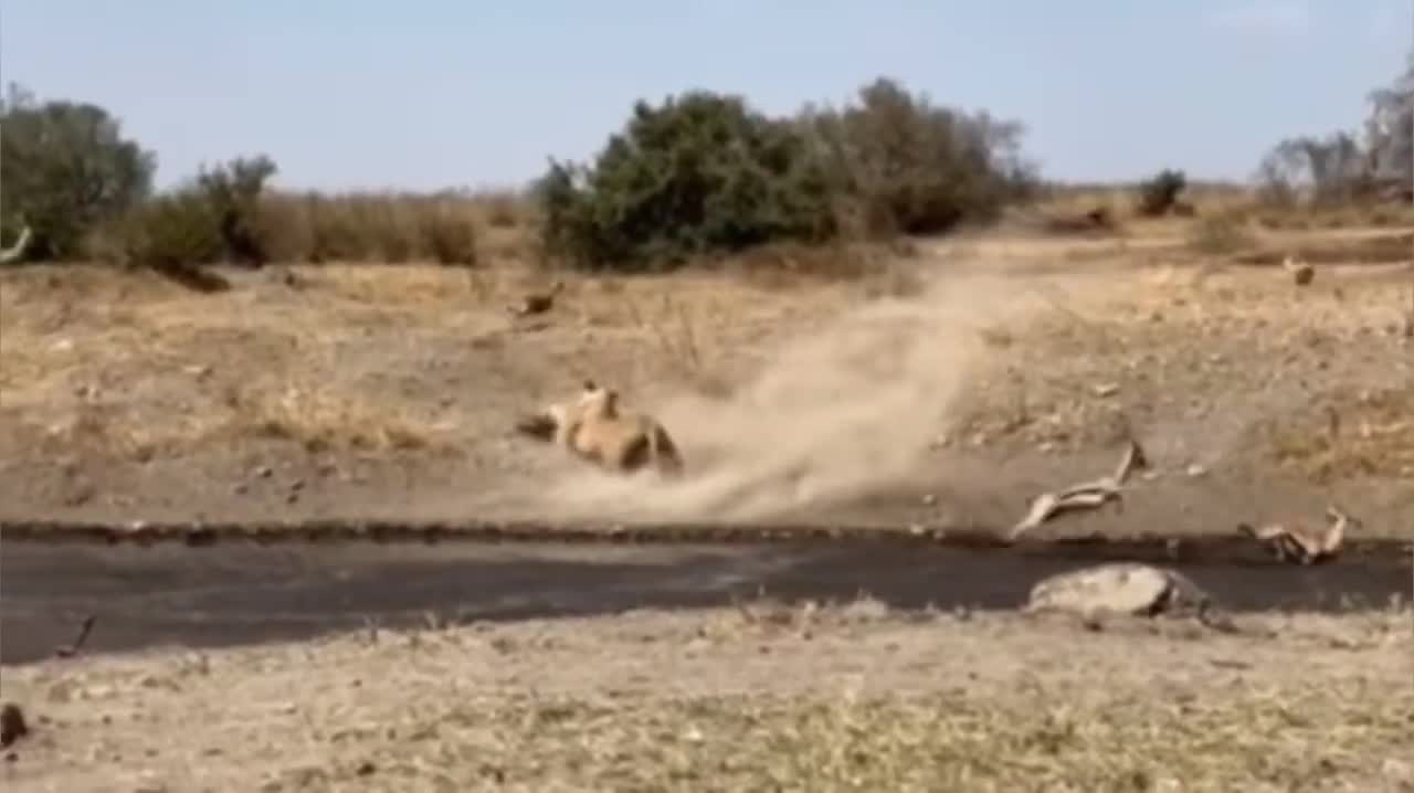 Video - Clip: Bất cẩn khi uống nước, linh dương phải trả giá đắt khi gặp sư tử