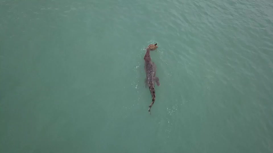 Video - Clip: Kịch tính cuộc chiến của cá sấu khổng lồ và rùa