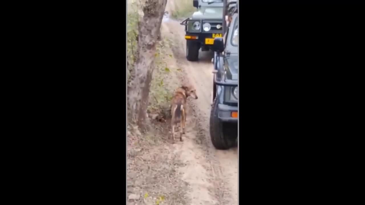 Video - Clip: Hổ dữ liều lĩnh lao ra vồ chó hoang trước mặt du khách