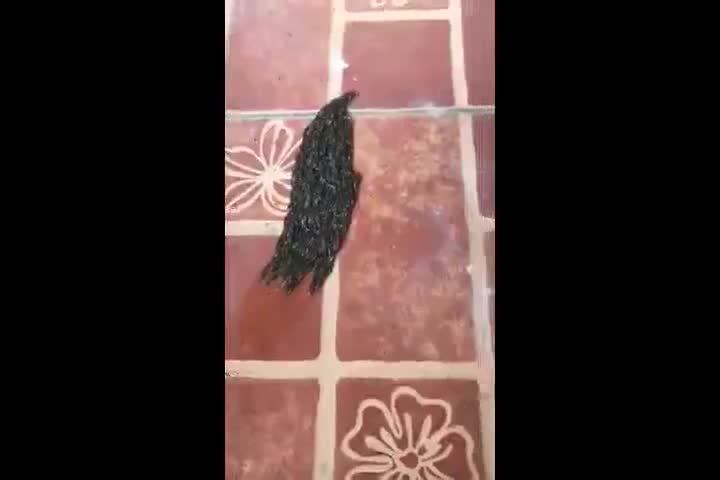 Video - Sinh vật lạ màu đen lúc nhúc di chuyển trên sàn và sự thật rợn tóc gáy