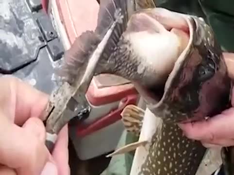 Video - Clip: Câu được cá lớn, người đàn ông giật mình khi thấy thứ bên trong