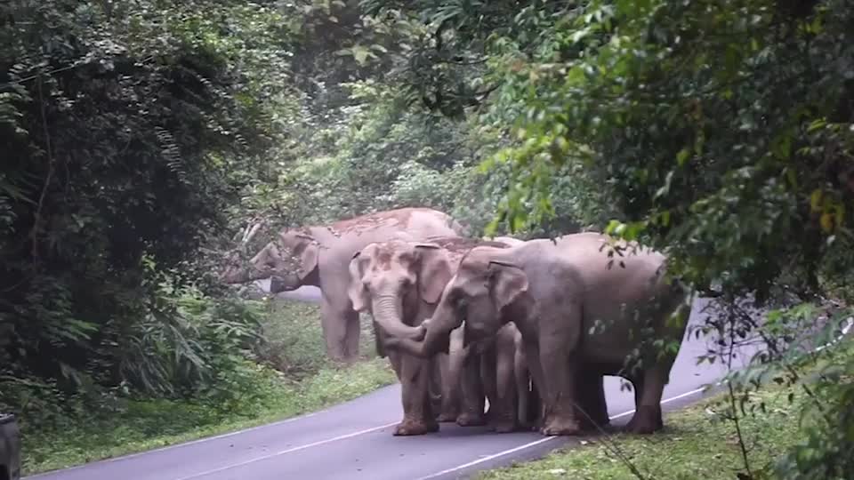 Video - Clip: Đàn voi giận dữ xua đuổi du khách