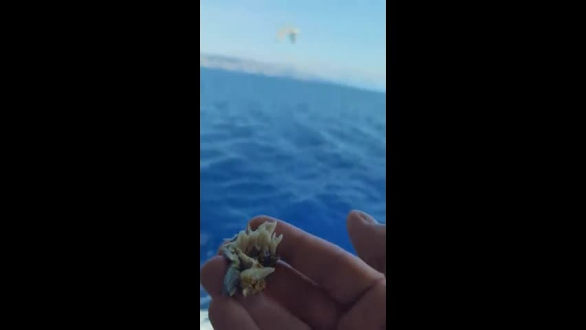 Video - Clip: Mòng biển bắt được thức ăn khi đang bay