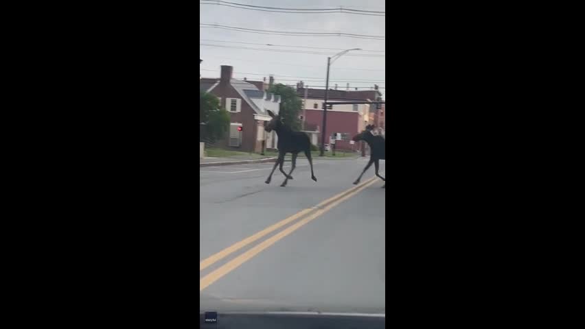 Video - Clip: Bất ngờ gặp nai sừng tấm trên đường đi làm