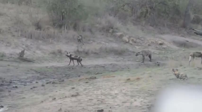 Video - Clip: Kịch tính, linh cẩu một mình đối đầu với đàn chó hoang