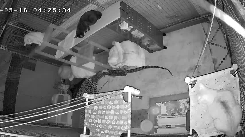 Video - Xem camera, cô gái phát hiện mèo nhà tấn công trăn khủng trong đêm