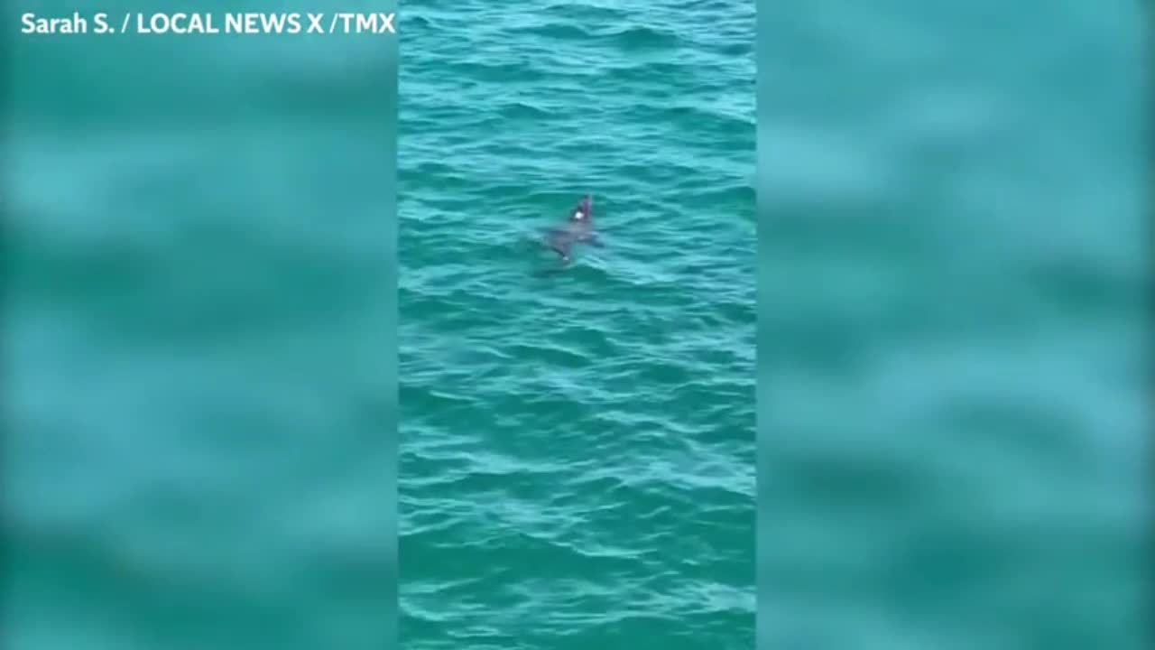Video - Clip: Phát hiện cá sấu tại bãi biển nổi tiếng ở Florida