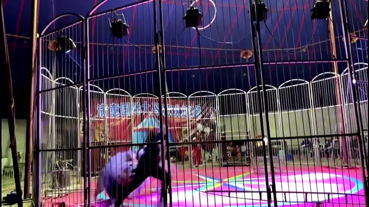 Video - Clip: Đang biểu diễn, sư tử đực bất ngờ tấn công người huấn luyện