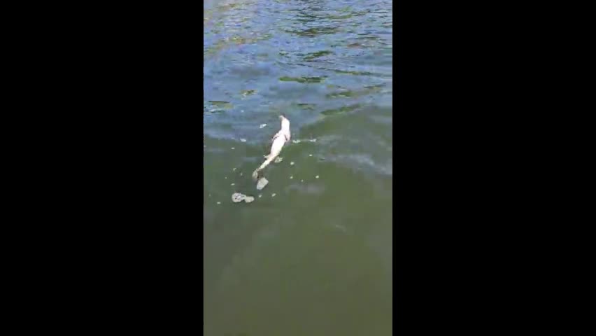 Video - Clip: Cá vược kẹt trong miệng đồng loại 