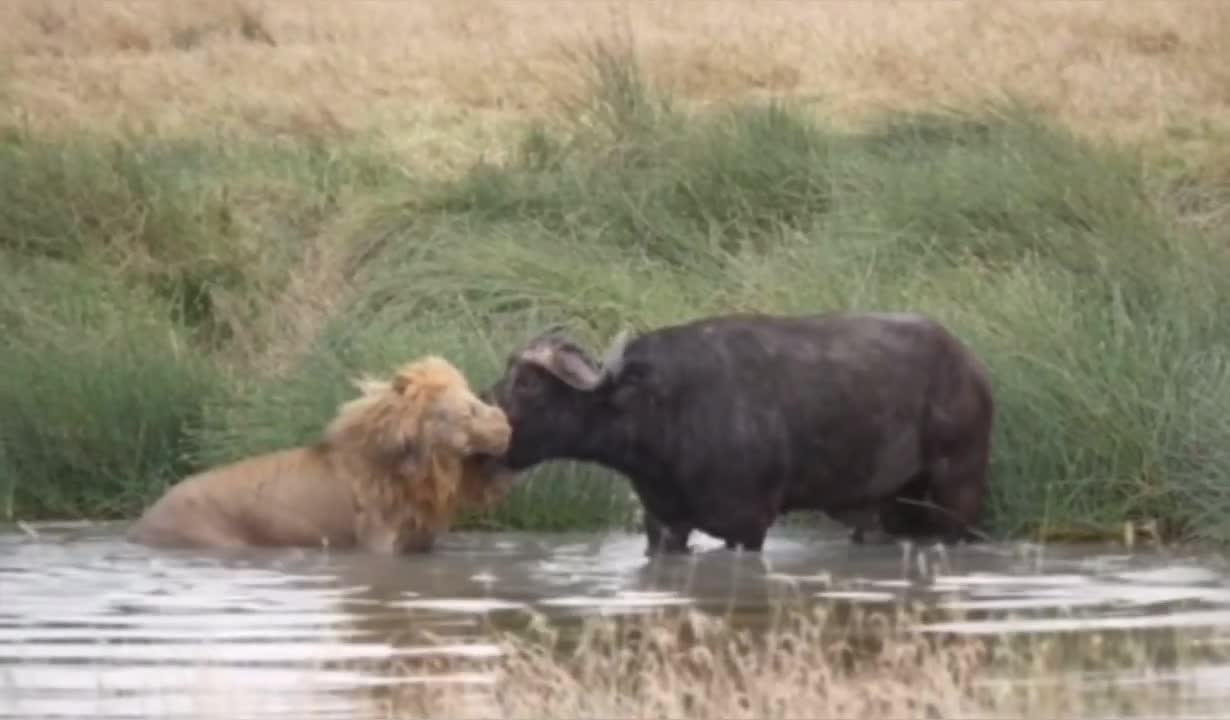 Video - Clip: Kịch tính màn đối đầu giữa sư tử và trâu rừng dưới nước