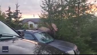 Video - Clip: Bất ngờ phát hiện nai sừng tấm lớn đi dạo qua bãi đậu xe