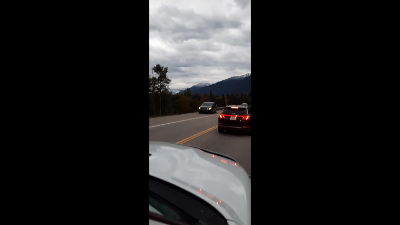 Video - Clip: Kinh hoàng nai sừng tấm tấn công ô tô