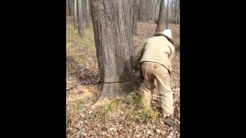 Video - Clip: Cưa đổ cây để giải cứu chó mắc kẹt 