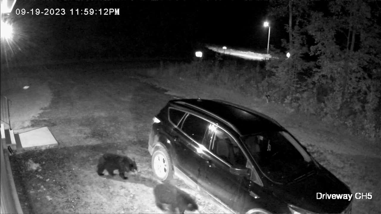 Video - Clip: Gấu tự mở được cửa ô tô gây kinh ngạc