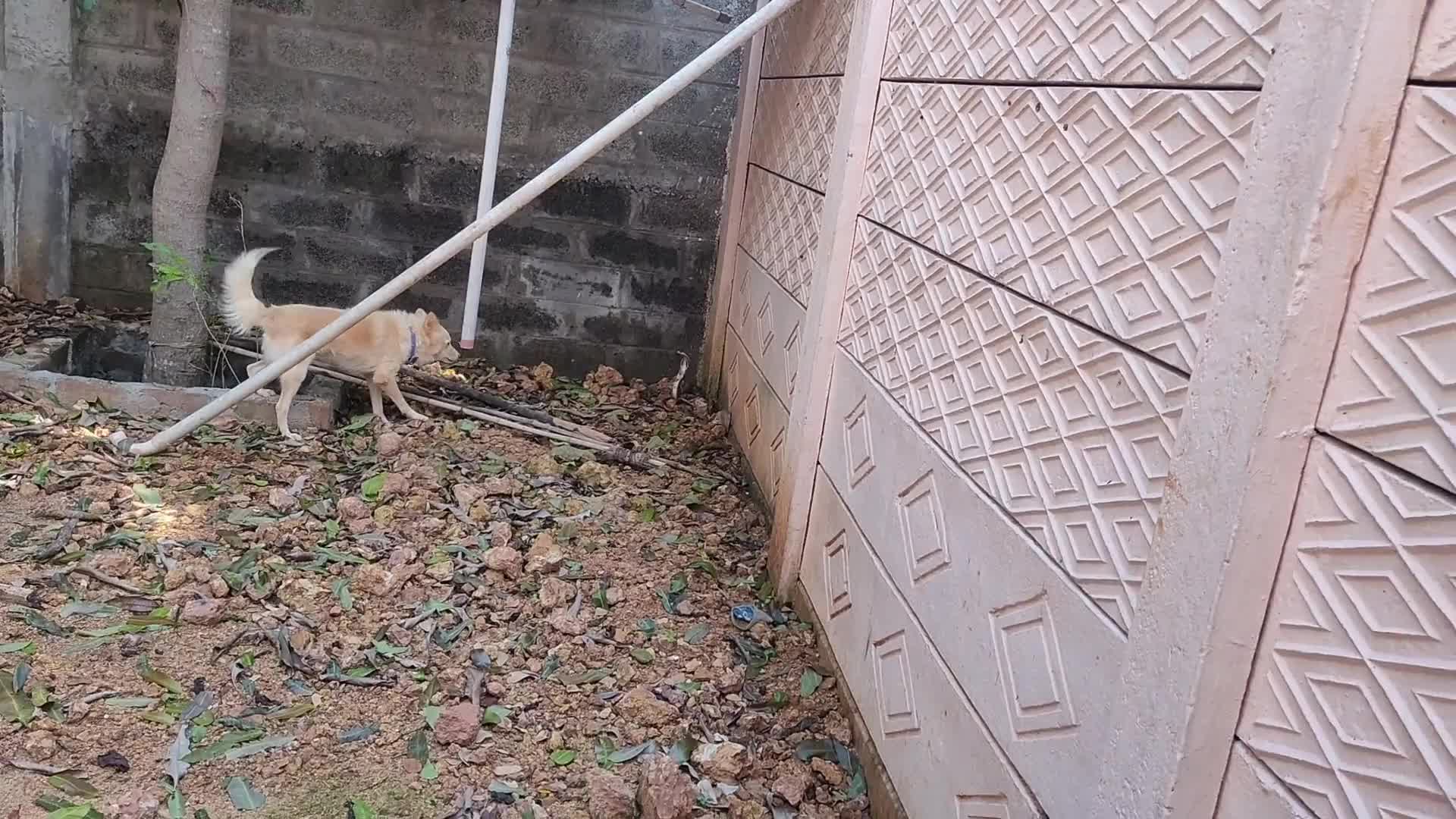 Video - Clip: Rắn hổ mang hung hăng tấn công chó nhà và cái kết
