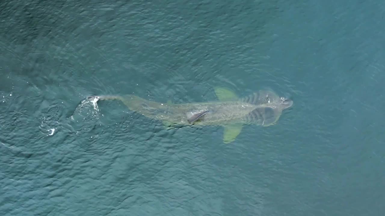 Video - Clip: Phát hiện cá mập có thân hình quái dị ở bờ biển Burghead