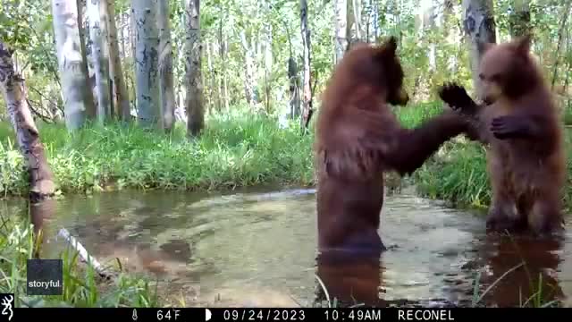 Video - Clip: Gấu con vui tươi vật lộn trong vũng nước