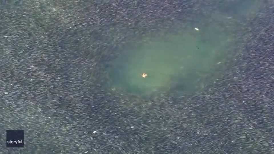 Video - Clip: Cá đuối đơn độc bơi qua một đàn cá khổng lồ