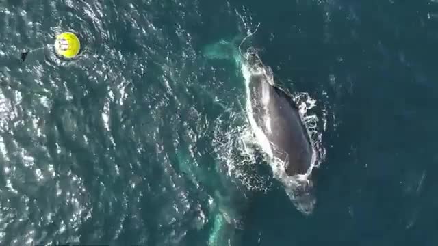 Video - Clip: Cá voi lưng gù được giải cứu sau khi mắc kẹt vào dây phao