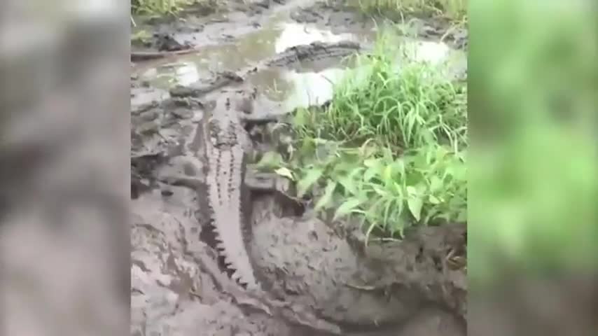 Video - Clip: Liều mạng tấn công đồng loại, cá sấu suýt bị cắn đứt đuôi