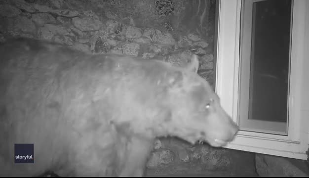 Video - Clip: Kinh hoàng gấu đập vỡ cửa sổ để trộm thức ăn