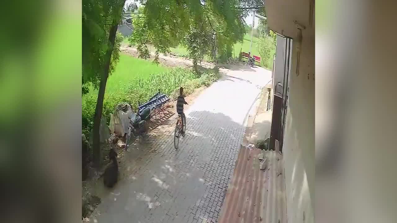 Video - Clip: Bò điên tấn công, kéo lê người đàn ông 100 mét trên phố