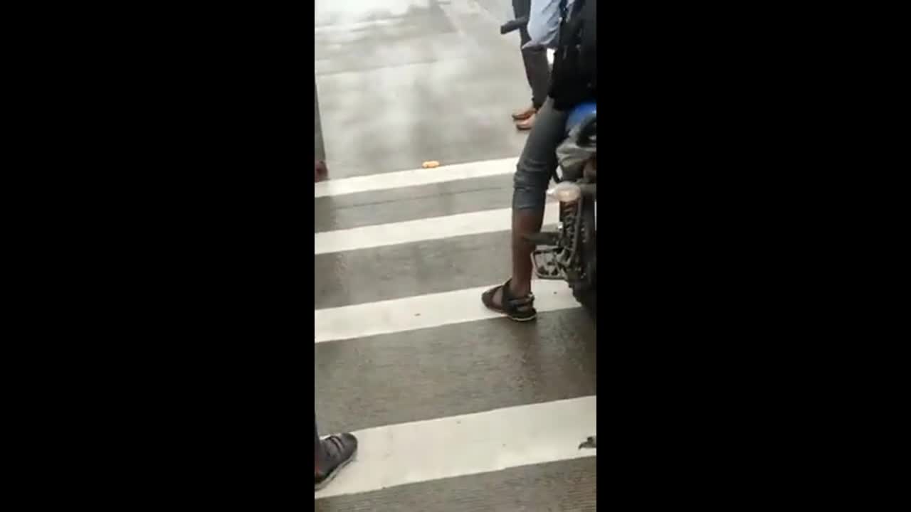 Video - Clip: Cảnh sát giao thông chặn xe, nhường cho hổ dữ băng qua đường