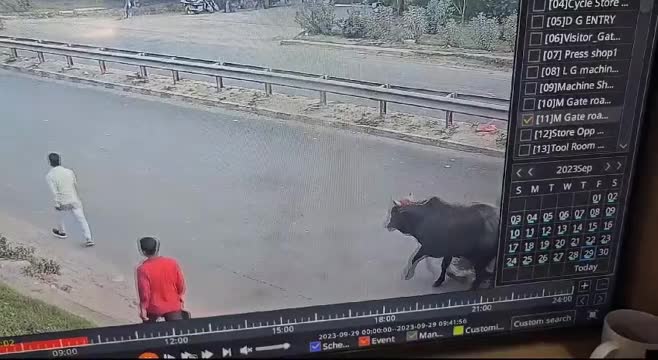 Video - Clip: Đâm trúng bò đi lạc, người đàn ông bị xe tải cán tử vong