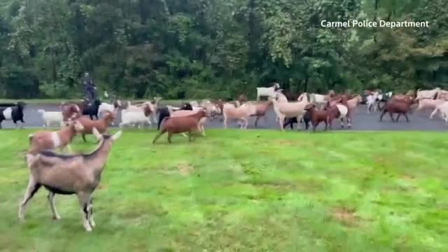 Video - Clip: Thuê đàn dê 30 con để ăn sách lá cây chủ nhà nhận kết đắng