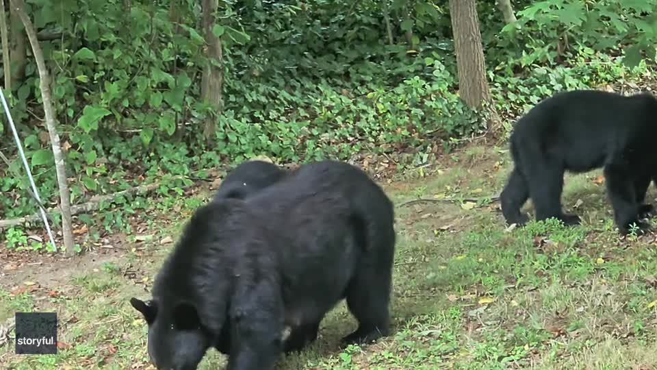 Video - Clip: Chủ nhà vui mừng khi thấy đàn gấu xuất hiện ở sân sau