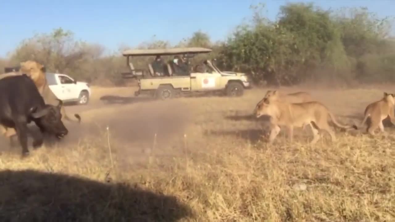 Video - Clip: Cuộc đối đầu kịch tính giữa bầy sư tử và đàn trâu
