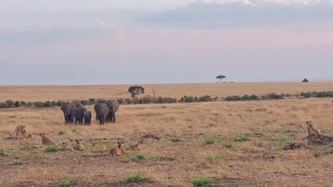 Video - Clip: Màn tương tác thú vị giữa bầy sư tử và đàn voi
