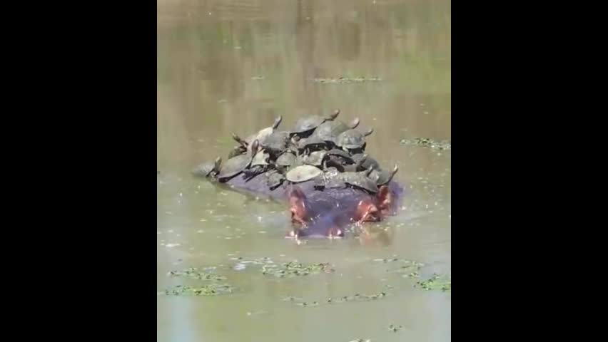 Video - Clip: Kỳ lạ hàng chục con rùa nằm phơi nắng trên lưng hà mã