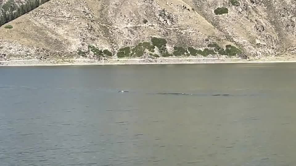 Video - Clip: Quái vật dài 15 m được nhìn thấy trên hồ ở Trung Quốc?