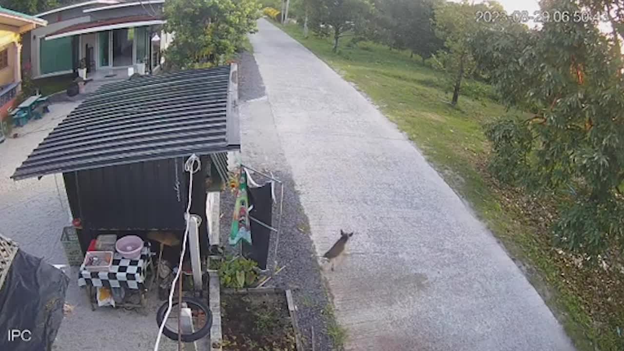 Video - Clip: Chó đột ngột lao ra đường, 'hạ gục' người đàn ông đi xe máy