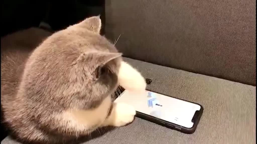 Video - Clip: Chú mèo thông minh chơi game trên điện thoại gây kinh ngạc
