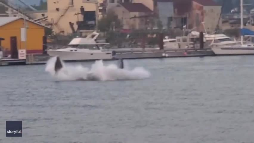 Video - Clip: Hiếm gặp cảnh đàn cá voi sát thủ bơi thẳng vào bến cảng