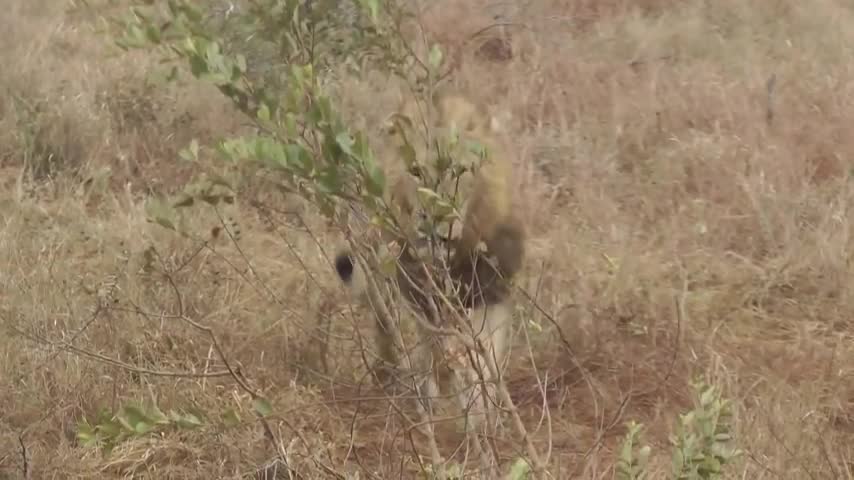 Video - Clip: Sư tử đực hỗn chiến, lao vào tát nhau tới tấp để giành mồi