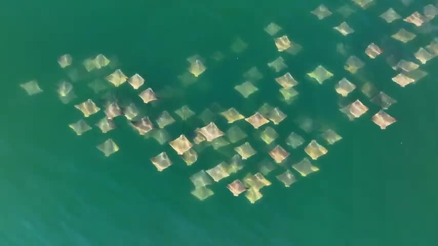 Video - Clip: Hàng trăm con cá đuối xuất hiện ngoài khơi nước Mỹ