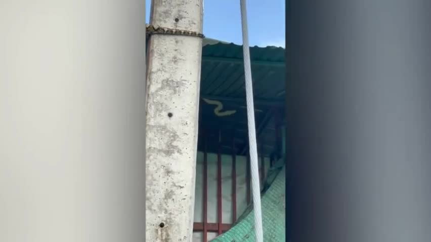 Video - Clip: Kinh hoàng phát hiện trăn khổng lồ nằm dài dưới mái nhà